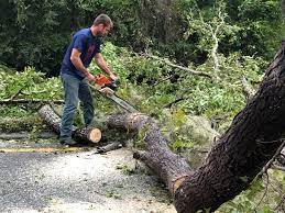 Why Choose Our Tree Removal Services in Centre, AL?