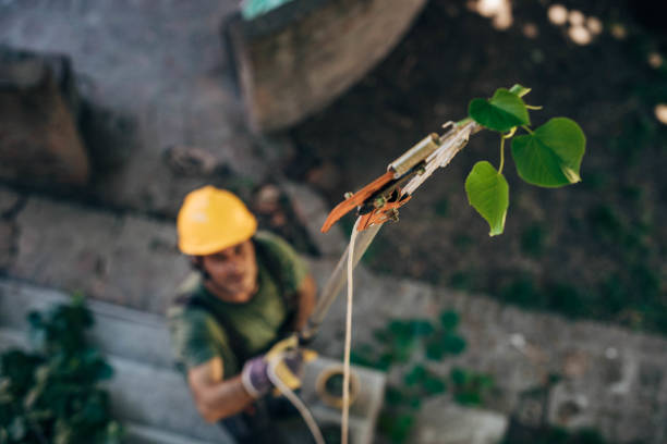 Trusted Centre, AL Tree Services Experts